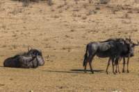 _namibia23ago2754_small.jpg