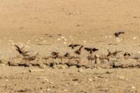 _namibia23ago2756_small.jpg