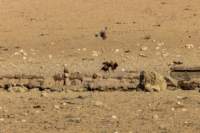 _namibia23ago2758_small.jpg