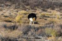 _namibia23ago275_small.jpg