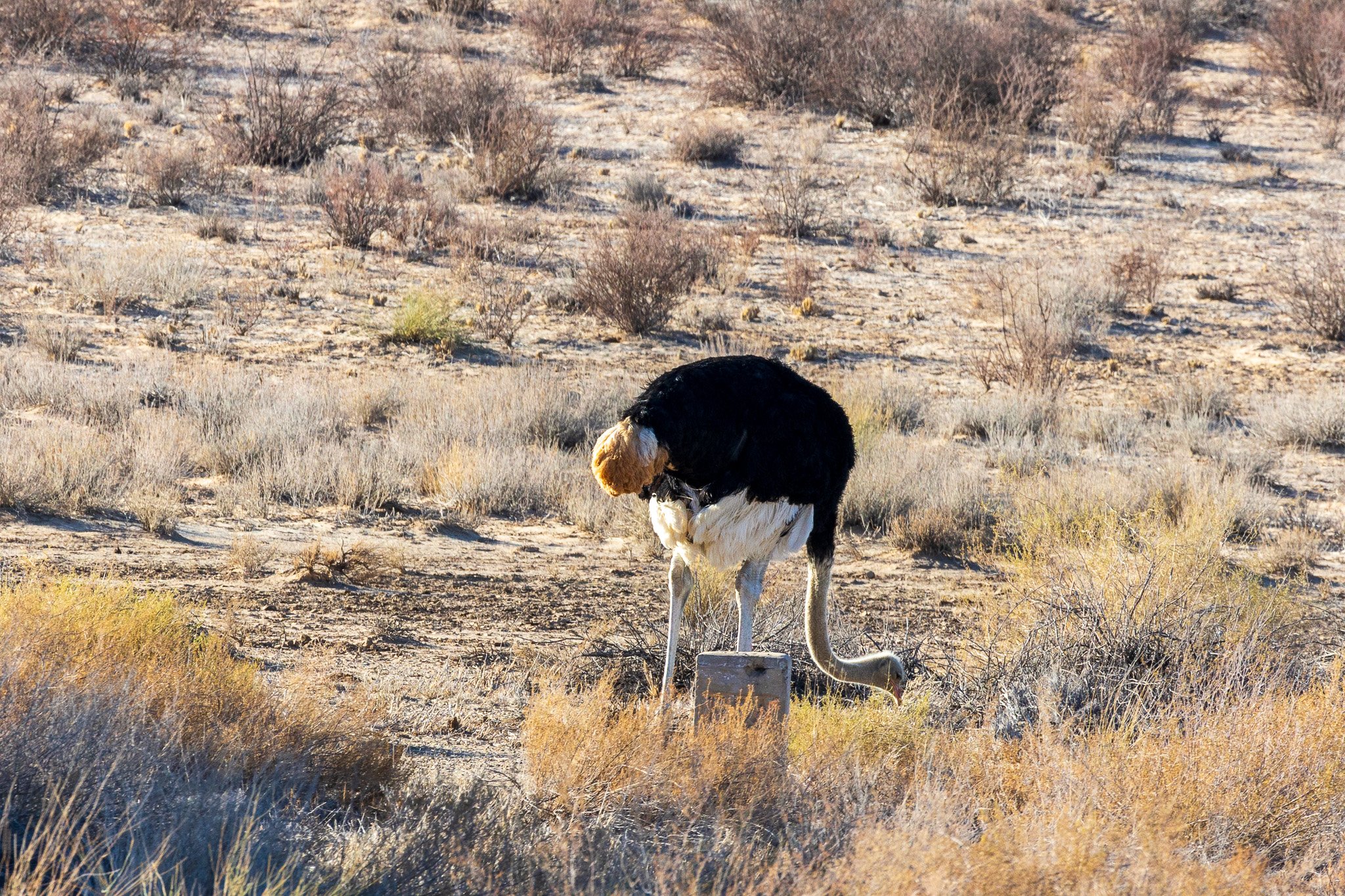 _namibia23ago276.jpg