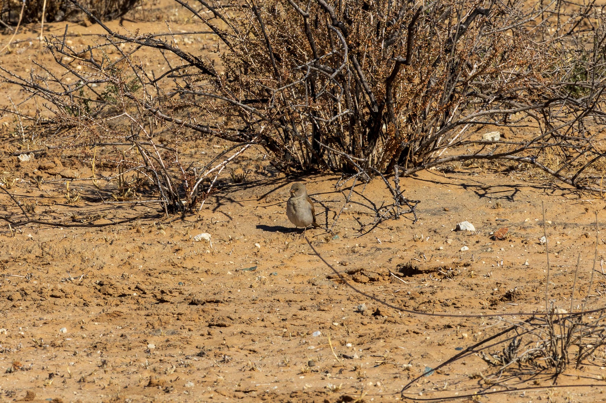 _namibia23ago2760.jpg