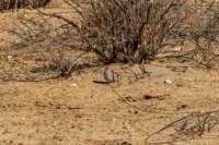 _namibia23ago2760_small.jpg