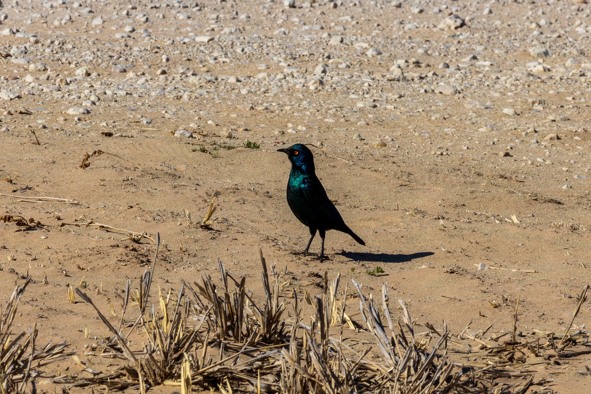 _namibia23ago2761.jpg