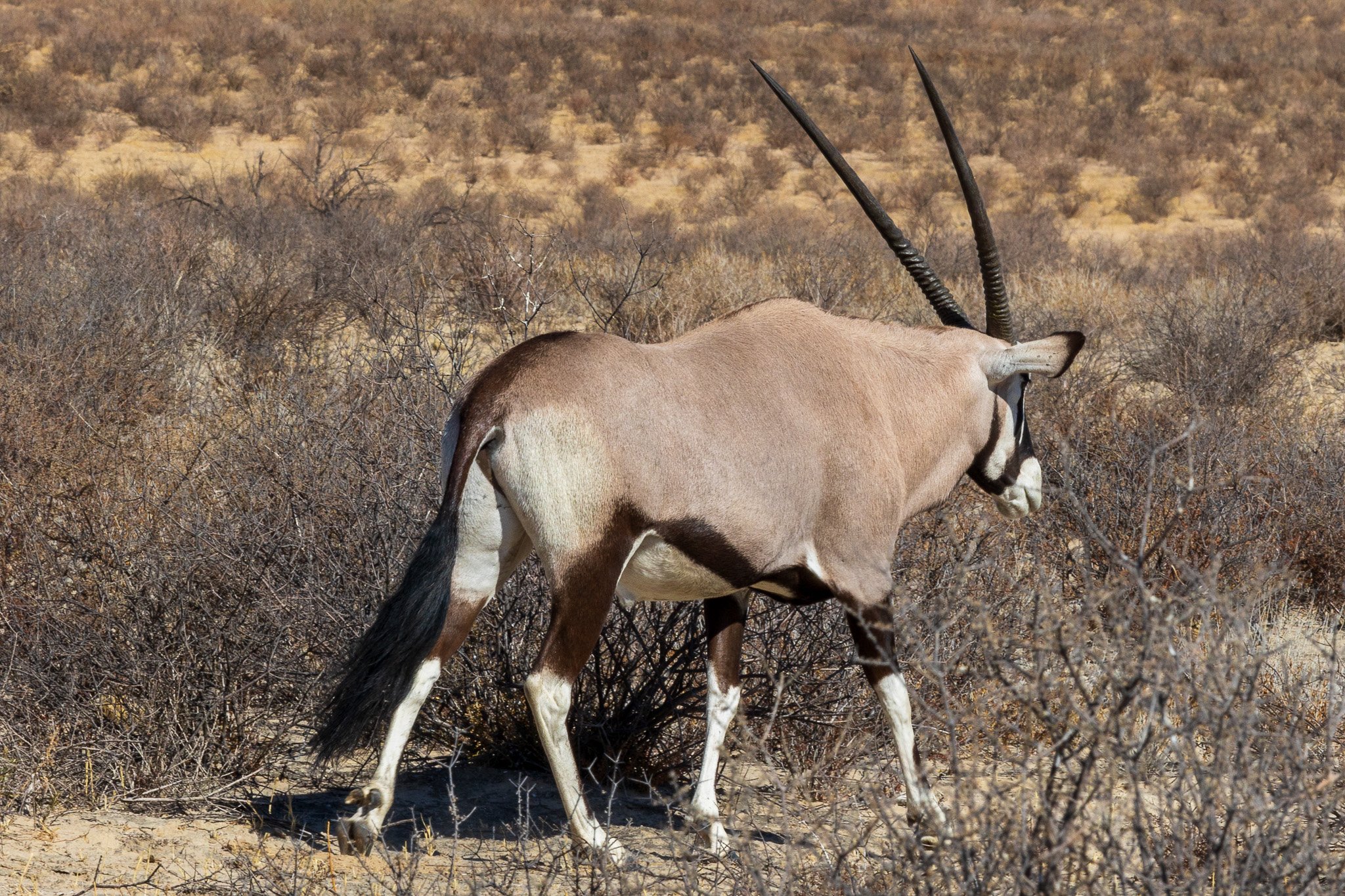 _namibia23ago2764.jpg