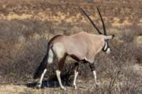 _namibia23ago2764_small.jpg
