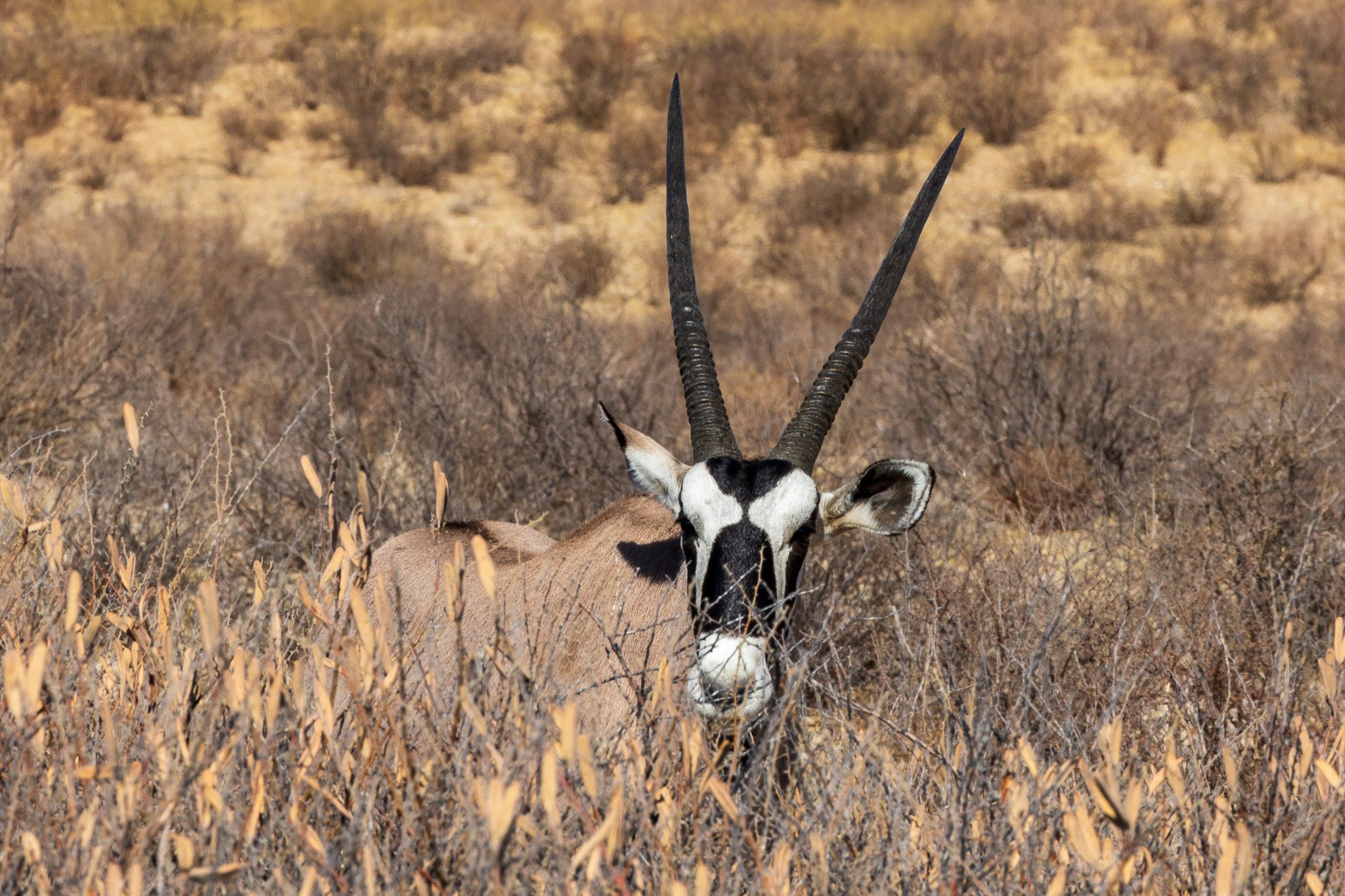 _namibia23ago2766.jpg