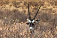 _namibia23ago2766_small.jpg