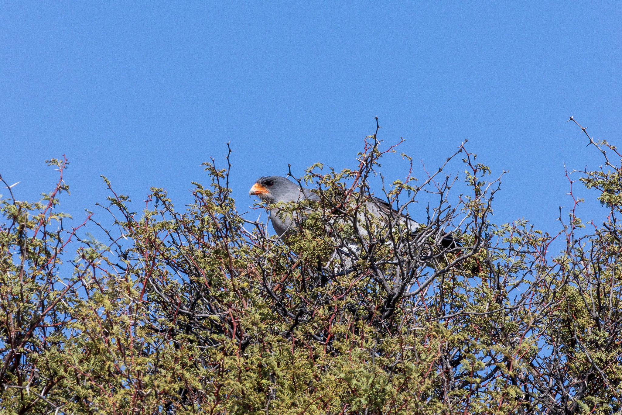 _namibia23ago2768.jpg