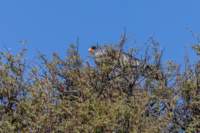_namibia23ago2769_small.jpg