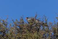 _namibia23ago2770_small.jpg