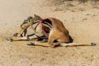 _namibia23ago2771_small.jpg