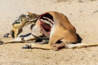 _namibia23ago2772_small.jpg