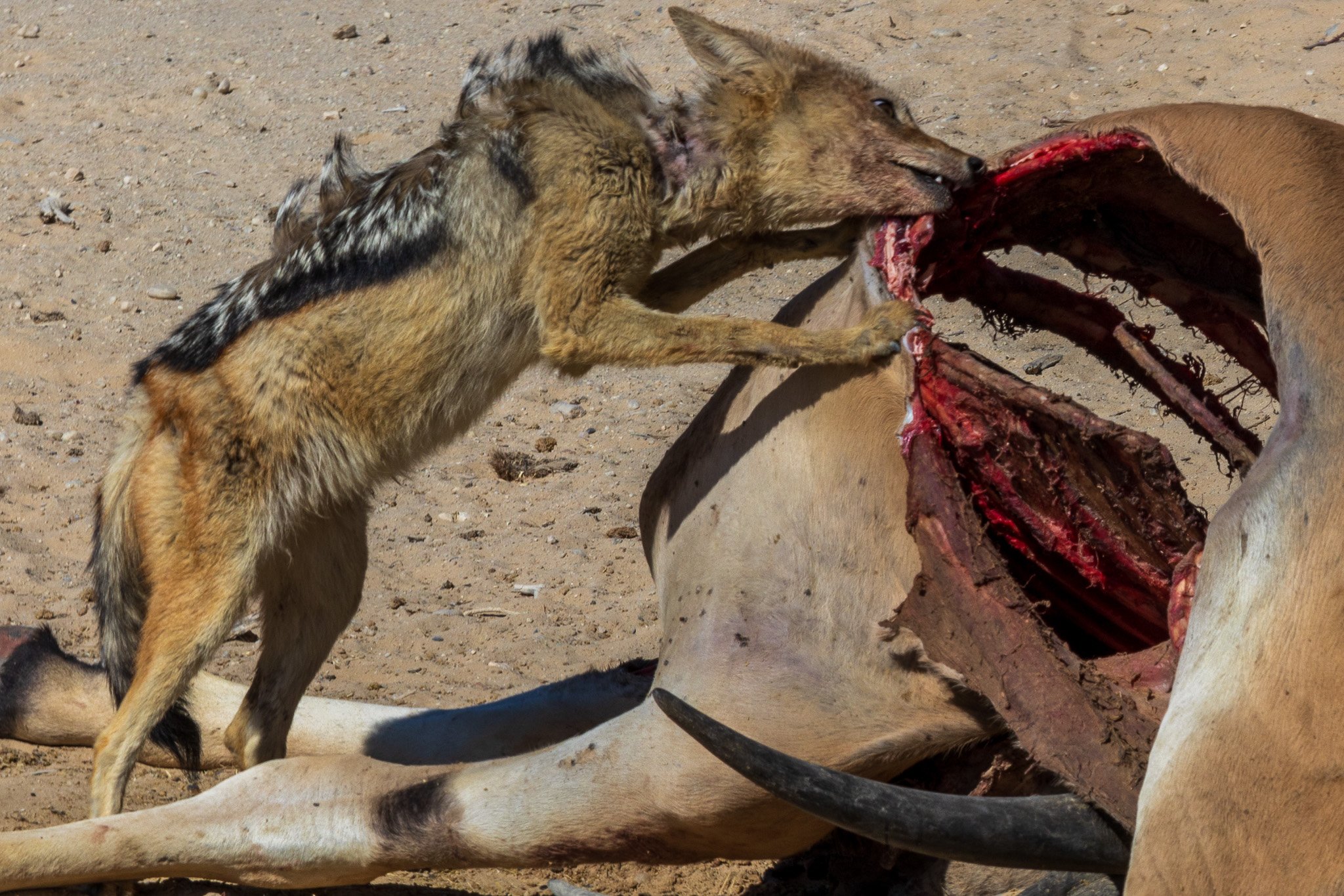 _namibia23ago2773.jpg