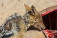 _namibia23ago2774_small.jpg