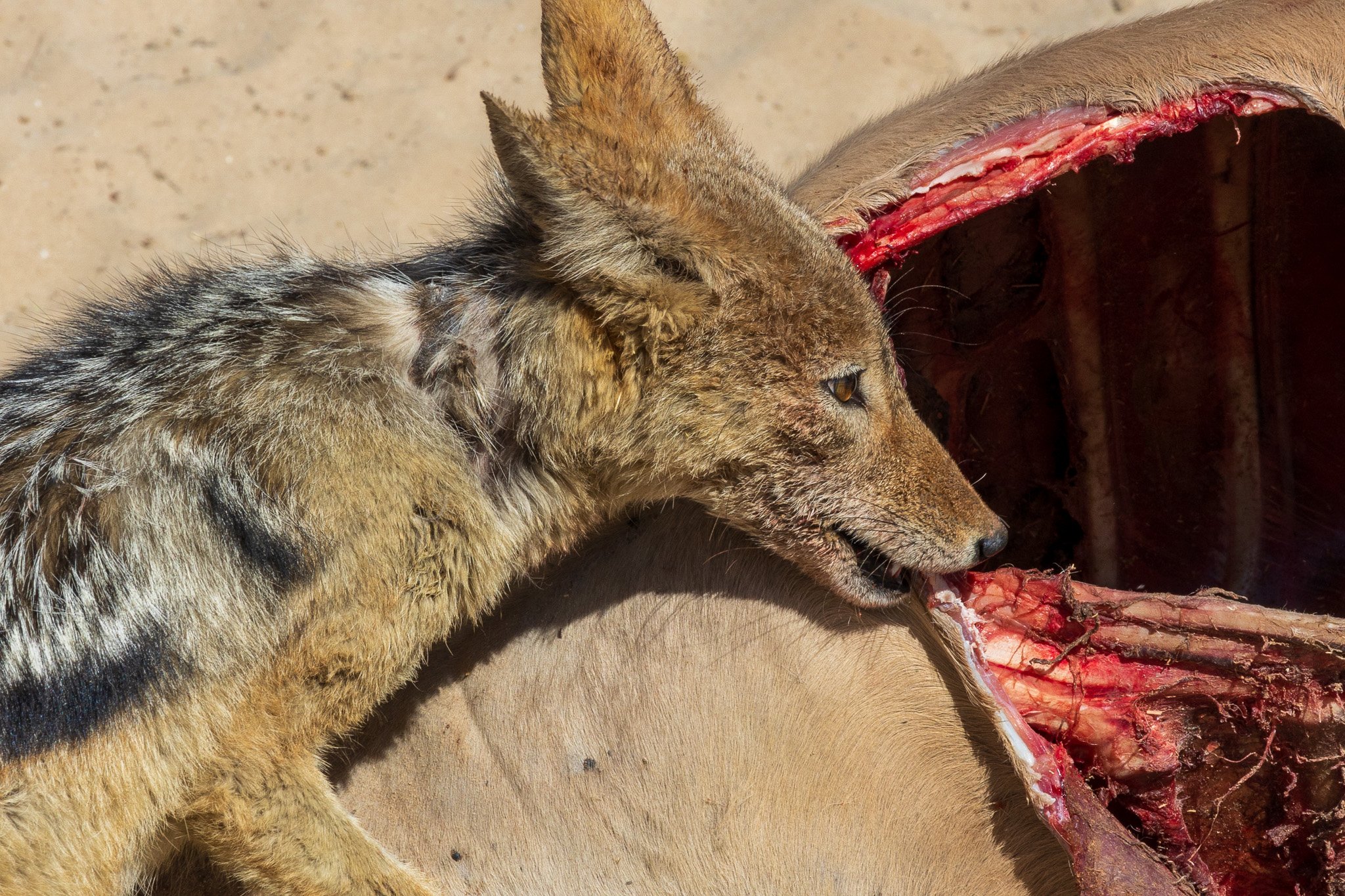 _namibia23ago2775.jpg