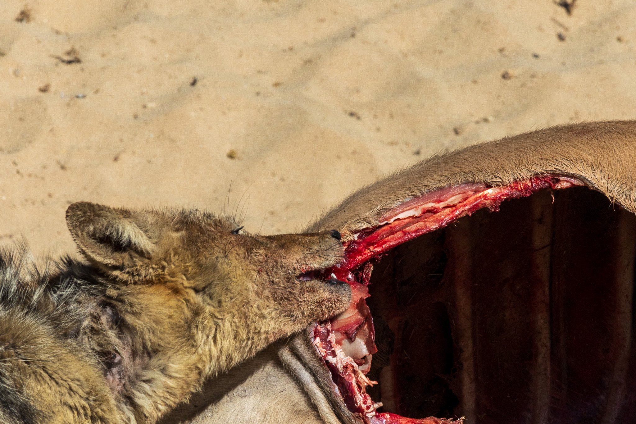 _namibia23ago2778.jpg
