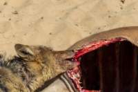 _namibia23ago2778_small.jpg