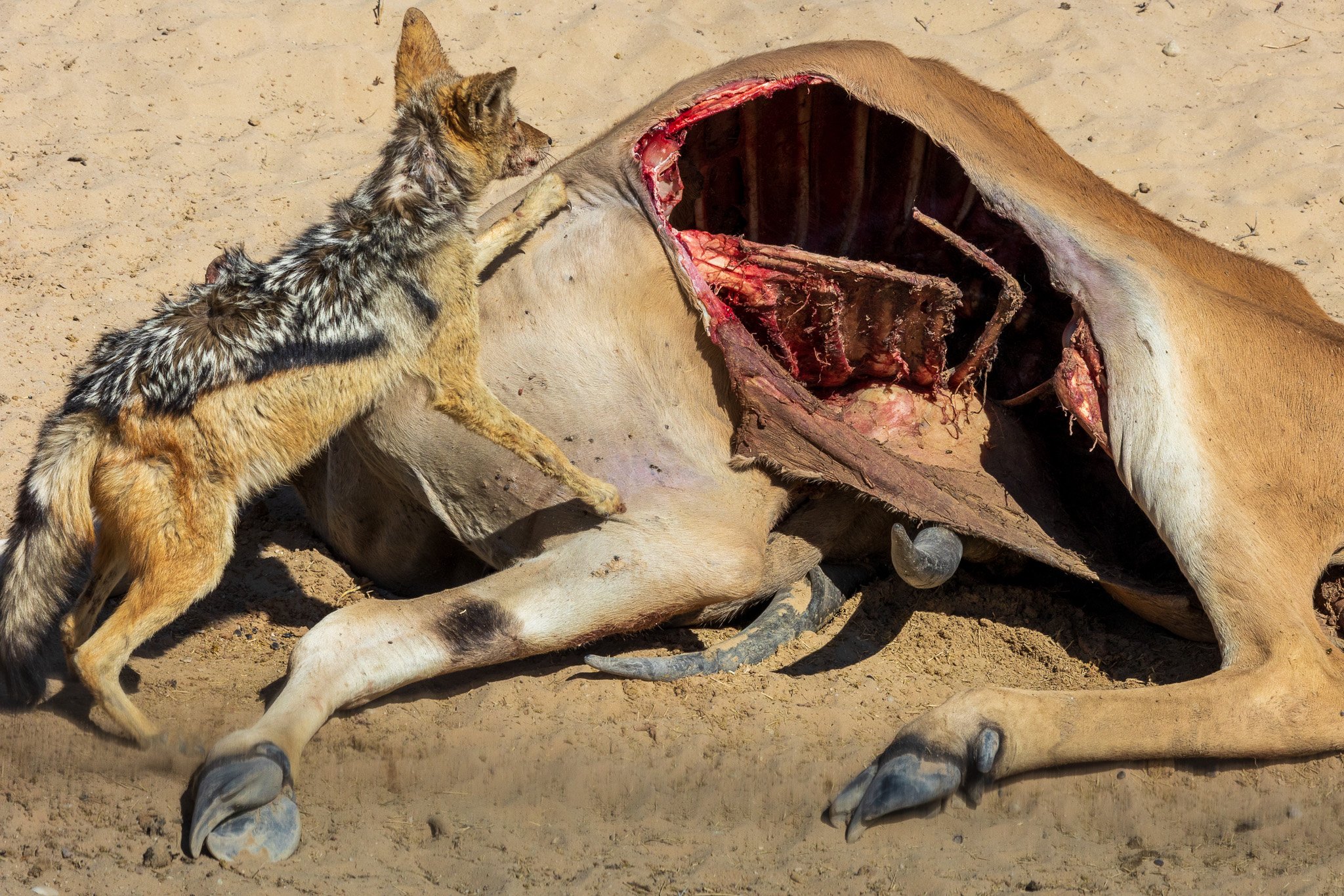 _namibia23ago2779.jpg