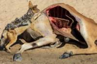 _namibia23ago2779_small.jpg