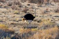 _namibia23ago277_small.jpg
