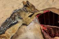_namibia23ago2781_small.jpg