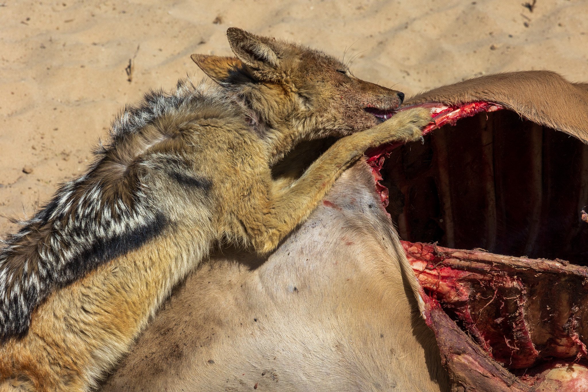 _namibia23ago2782.jpg