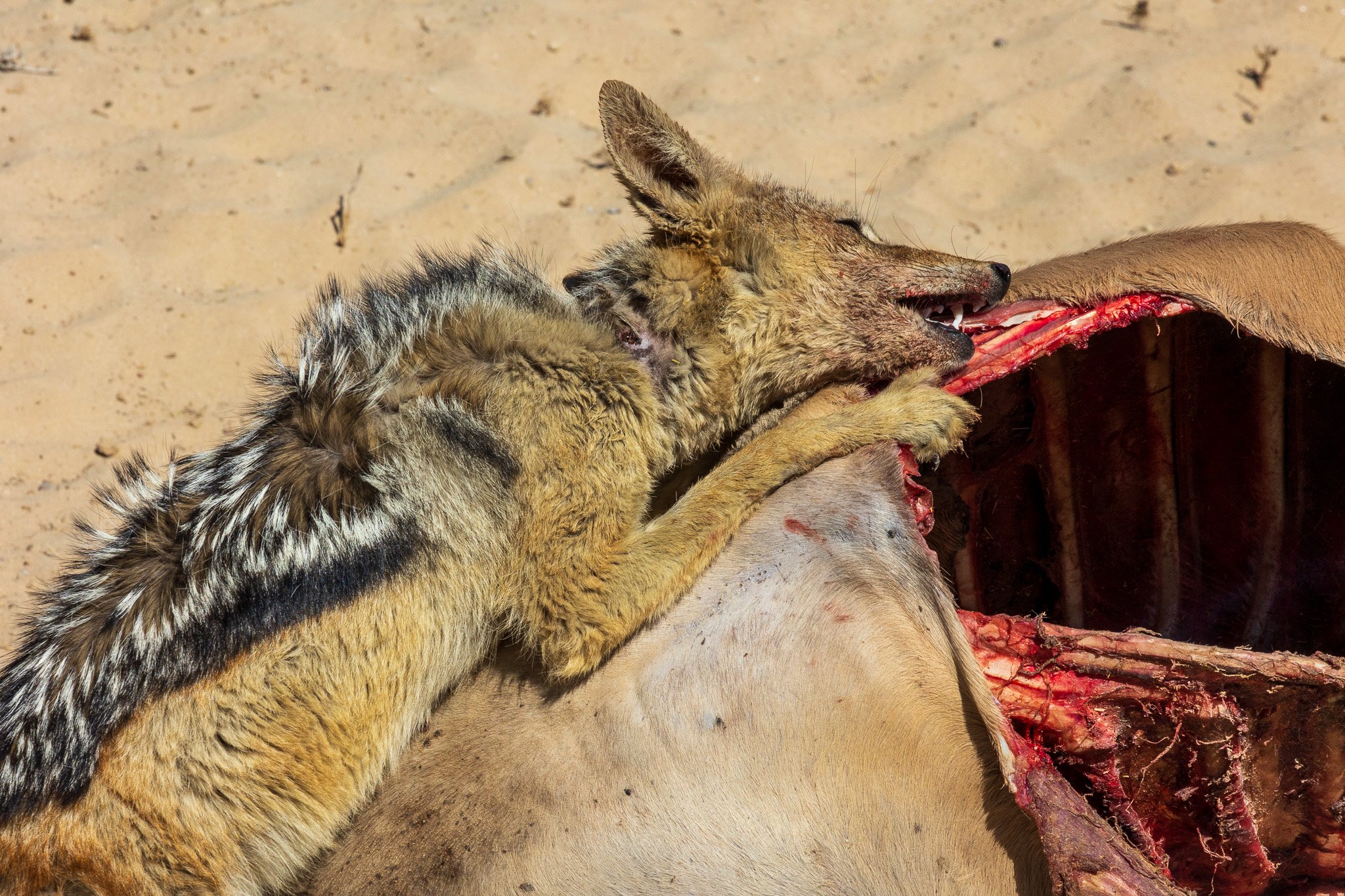 _namibia23ago2783.jpg
