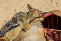 _namibia23ago2783_small.jpg