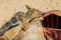 _namibia23ago2784_small.jpg
