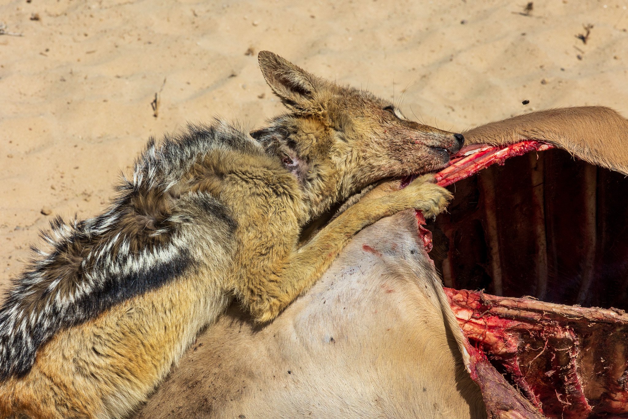 _namibia23ago2785.jpg