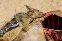 _namibia23ago2785_small.jpg