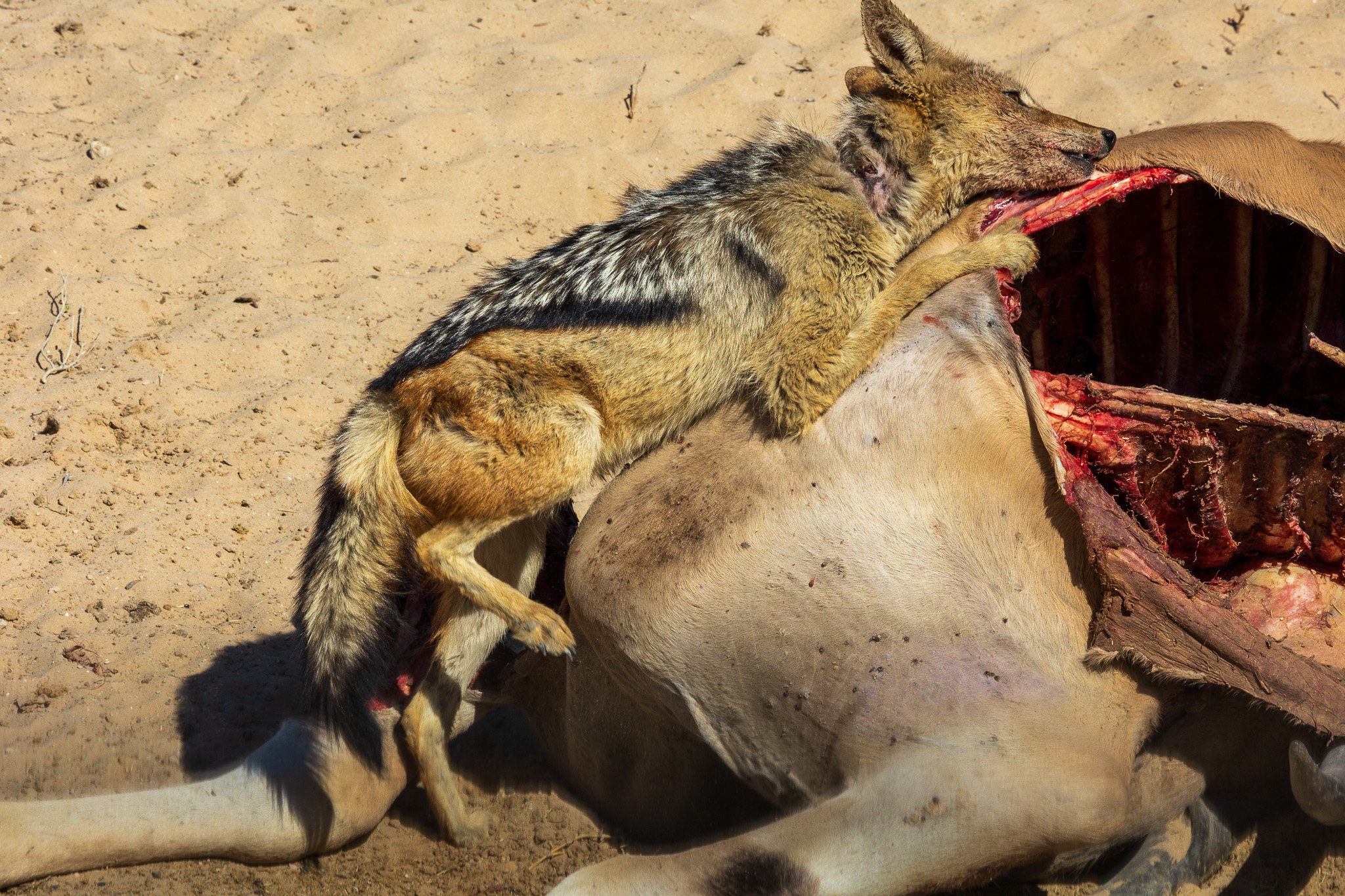 _namibia23ago2786.jpg