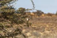 _namibia23ago2789_small.jpg