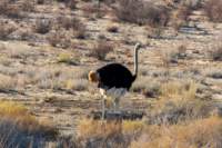 _namibia23ago278_small.jpg