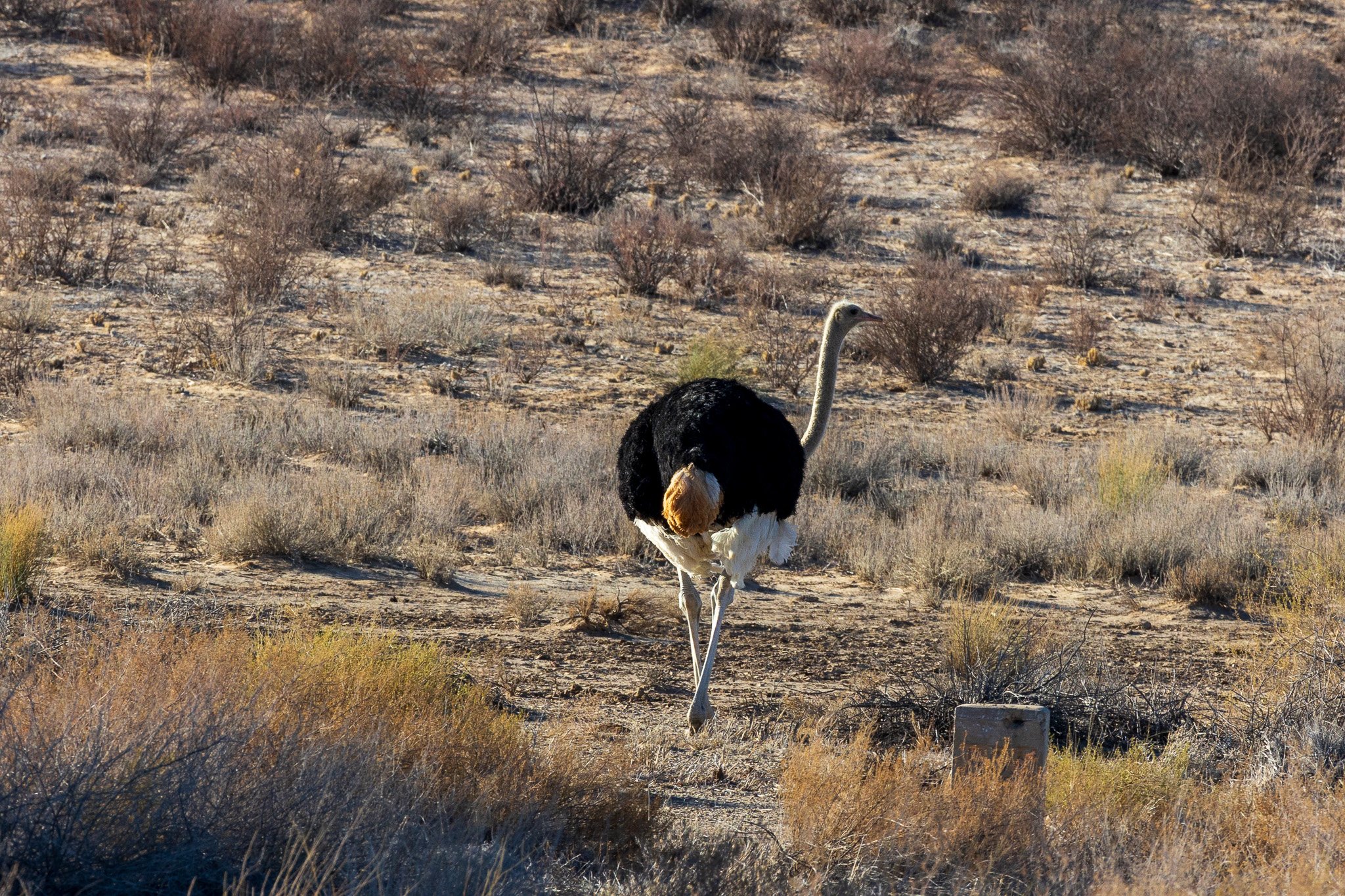 _namibia23ago279.jpg