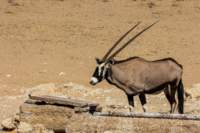 _namibia23ago2796_small.jpg