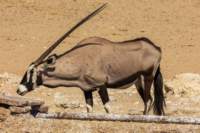 _namibia23ago2797_small.jpg