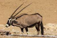_namibia23ago2798_small.jpg