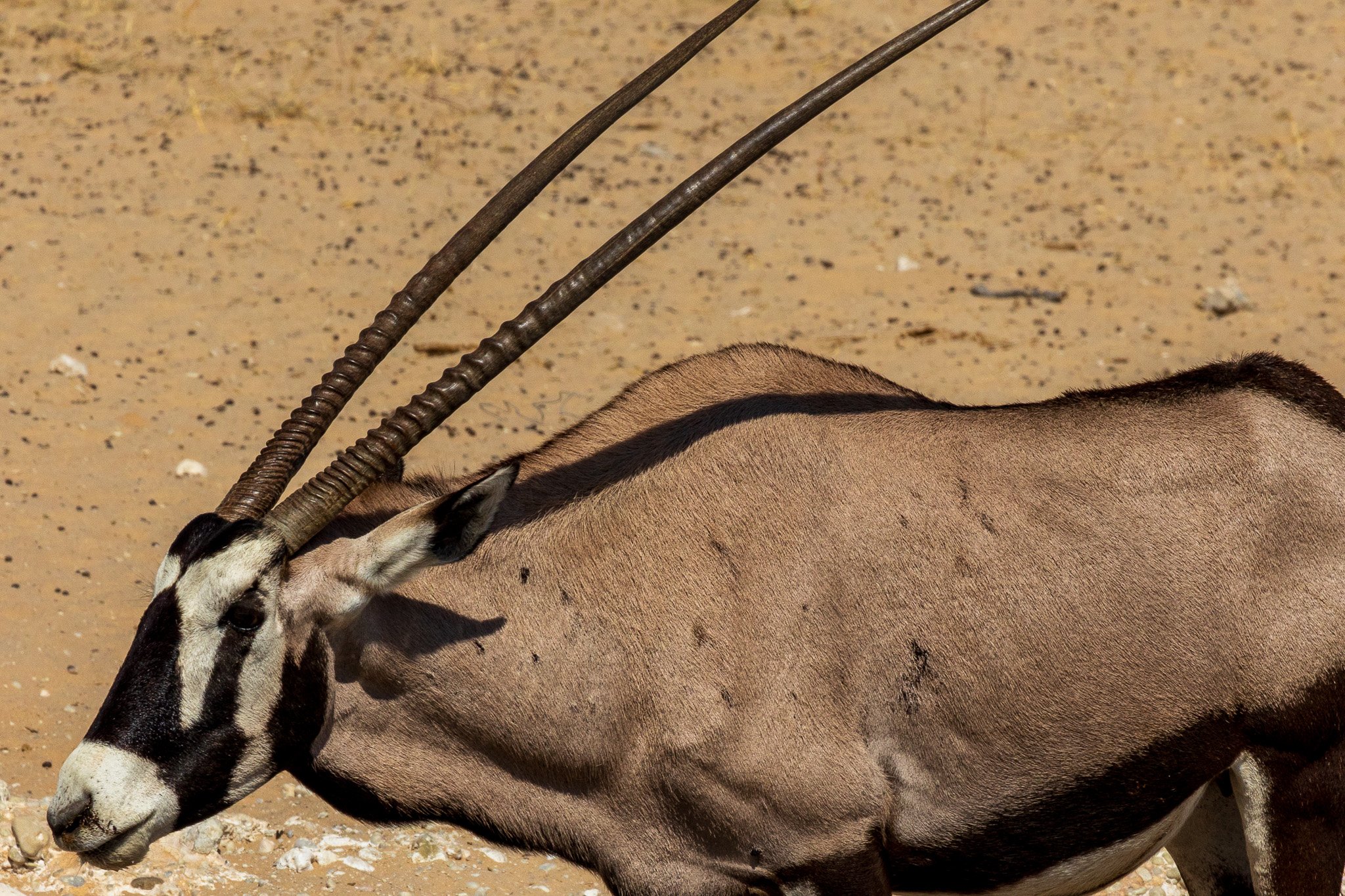 _namibia23ago2799.jpg
