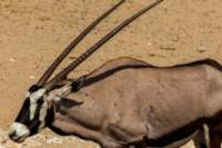 _namibia23ago2799_small.jpg