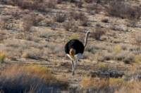 _namibia23ago279_small.jpg