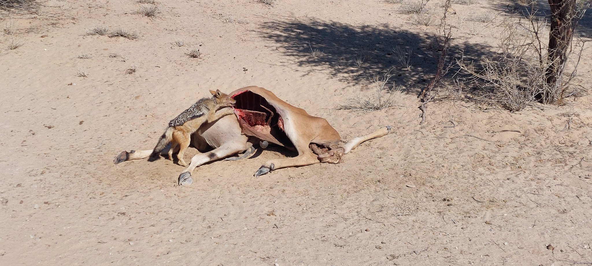 a_namibia23ago27.jpg