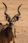 a_namibia23ago273_small.jpg
