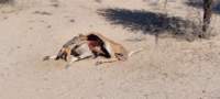 a_namibia23ago27_small.jpg