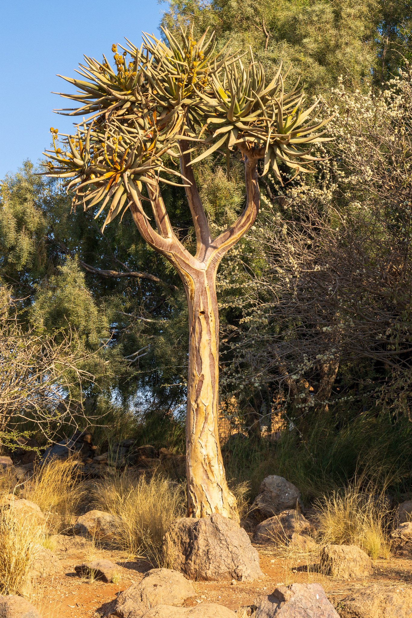 _namibia23ago2814.jpg