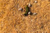_namibia23ago2943_small.jpg