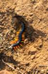 _namibia23ago2946_small.jpg