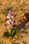 _namibia23ago2949_small.jpg