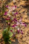 _namibia23ago2950_small.jpg